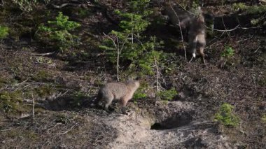 Kanada 'da ilkbaharda tilki yavruları