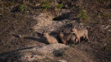 Kanada 'da ilkbaharda tilki yavruları