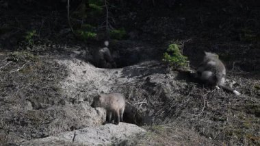 Kanada 'da ilkbaharda tilki yavruları