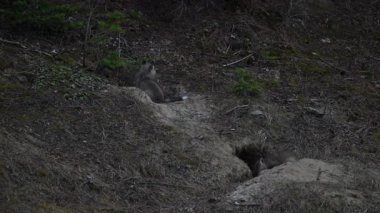 Kanada 'da vahşi doğada kızıl tilki yavruları