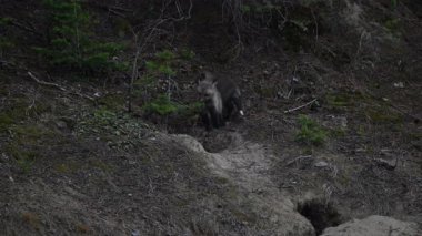 Kanada 'da vahşi doğada kızıl tilki yavruları