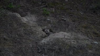 Kanada Kayalıklarında ilkbaharda kızıl tilki yavruları