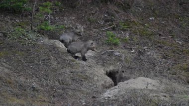 Kanada Kayalıklarında ilkbaharda kızıl tilki yavruları