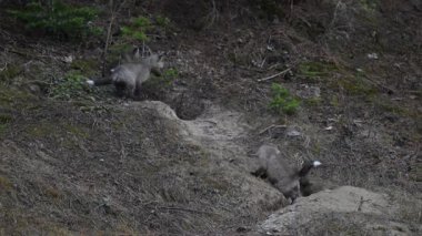 Kanada Kayalıklarında ilkbaharda kızıl tilki yavruları
