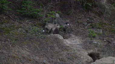 Kanada Kayalıklarında ilkbaharda kızıl tilki yavruları