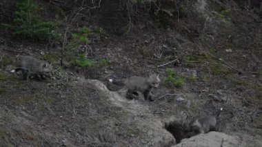 Kanada Kayalıklarında ilkbaharda kızıl tilki yavruları