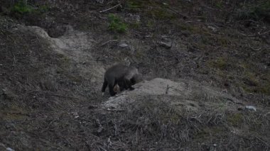 Kanada Kayalıklarında ilkbaharda kızıl tilki yavruları
