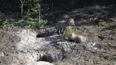 Kanada Kayalıklarında ilkbaharda kızıl tilki yavruları