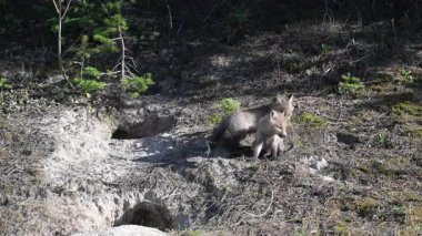 Kanada dağlarında kızıl tilki yavruları