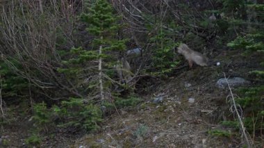 Kanada dağlarında kızıl tilki yavruları