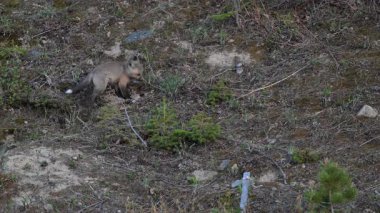 Kanada dağlarında kızıl tilki yavruları