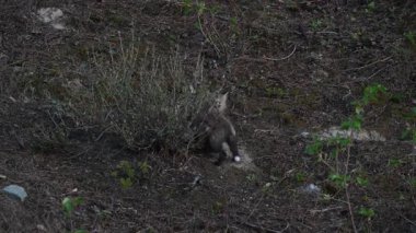 Kanada dağlarında kızıl tilki yavruları