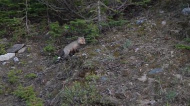 Kanada dağlarında kızıl tilki yavruları