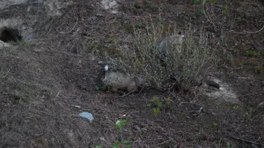 Kanada dağlarında kızıl tilki yavruları