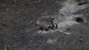 Kanada dağlarında kızıl tilki yavruları