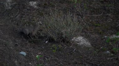 Kanada dağlarında kızıl tilki yavruları