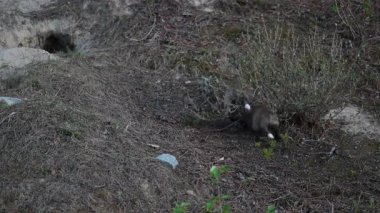 Kanada dağlarında kızıl tilki yavruları