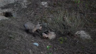 Kanada dağlarında kızıl tilki yavruları