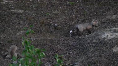 Kanada dağlarında kızıl tilki yavruları