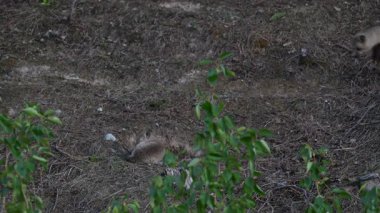 Kanada dağlarında kızıl tilki yavruları