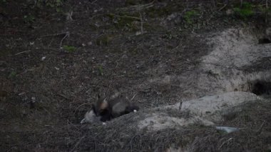 Kanada dağlarında kızıl tilki yavruları