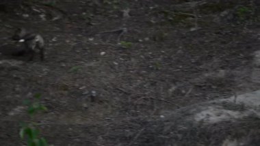 Kızıl tilki yavruları ilkbaharda Kanada 'daki inlerinde