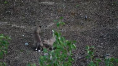 Kızıl tilki yavruları ilkbaharda Kanada 'daki inlerinde