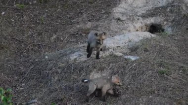 Kızıl tilki yavruları ilkbaharda Kanada 'daki inlerinde