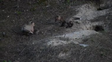 Kızıl tilki yavruları ilkbaharda Kanada 'daki inlerinde