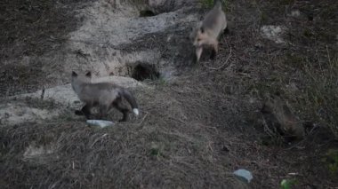 Kızıl tilki yavruları ilkbaharda Kanada 'daki inlerinde