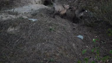 Kızıl tilki yavruları ilkbaharda Kanada 'daki inlerinde