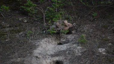 Kızıl tilki yavruları ilkbaharda Kanada 'daki inlerinde