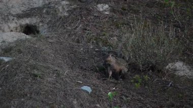 Kızıl tilki yavruları ilkbaharda Kanada 'daki inlerinde
