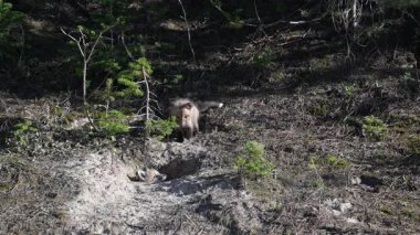 Kızıl tilki yavruları ilkbaharda Kanada 'daki inlerinde
