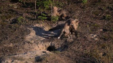 Kızıl tilki yavruları ilkbaharda Kanada 'daki inlerinde