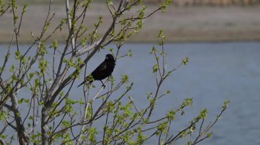 Baharda kırmızı kanatlı siyah kuş