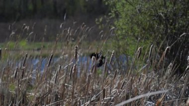 Baharda kırmızı kanatlı siyah kuş