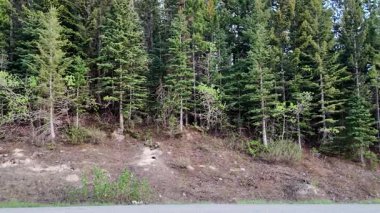 Kızıl tilki yavruları Kanada 'nın vahşi doğasındaki inlerinde.