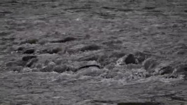 Kanada Kayalıklarında yaz başları