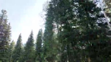 Kanada Kayalıklarında yaz başları