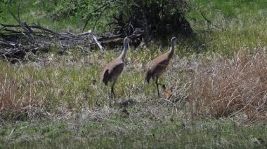 Yaz mevsiminde kum tepeleri yavrularıyla yuvalarında