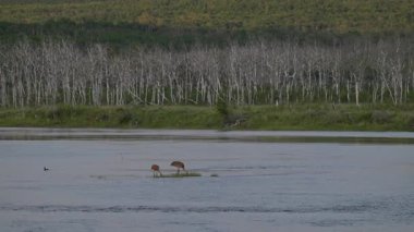 Yaz mevsiminde kum tepeleri yavrularıyla yuvalarında