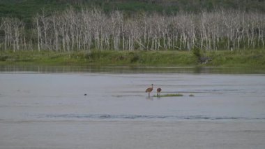 Yaz mevsiminde kum tepeleri yavrularıyla yuvalarında