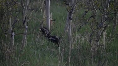 Kanada Kayalıklarında Kokarca