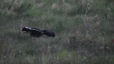 Kanada Kayalıklarında Kokarca