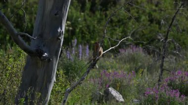 Kolomb kır çiçeklerinde yer sincabı