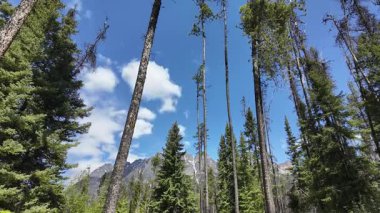 Kanada Kayalıklarında ilkbaharın sonlarında zaman aşımı