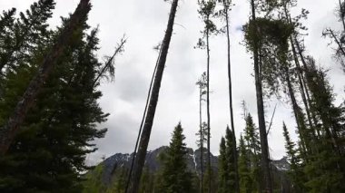 Kanada Kayalıklarında ilkbaharın sonlarında zaman aşımı