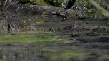 Bahar çiftleşmesindeki kurbağa.