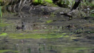Bahar çiftleşmesindeki kurbağa.